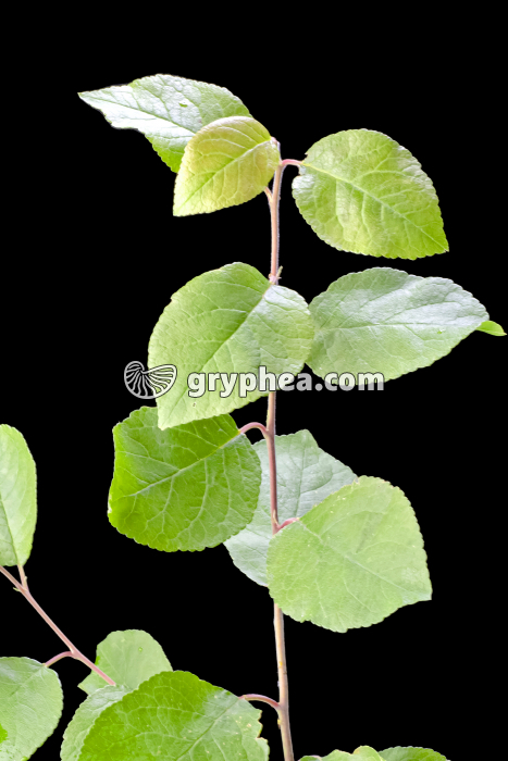 Saule marsault - rameau avec feuilles (Salix caprea) - gryphea.com